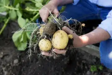 Calculer la bonne quantité de pommes de terre par personne astuces et conseils pratiques